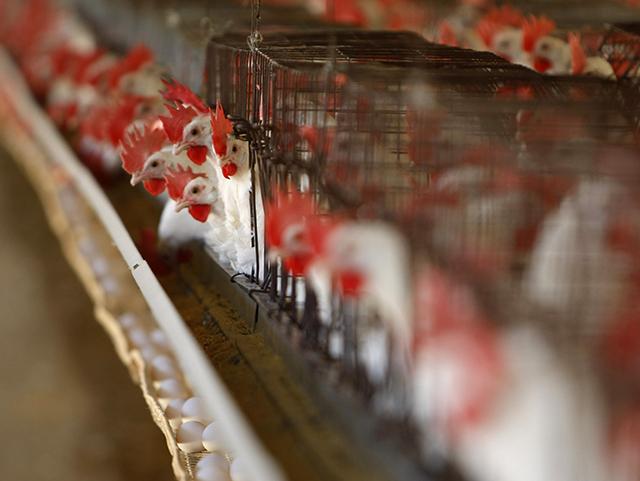 As US struggles with poultry-borne disease, other countries offer lessons
