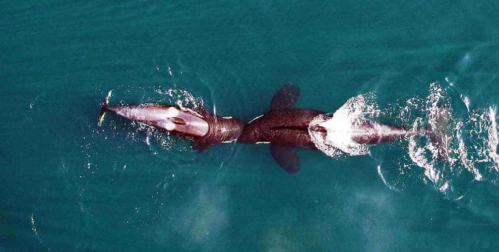 Drones set to save the lives of killer whales