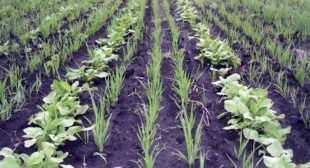 Buy Organic Cover Crop Seed from Forage Complete