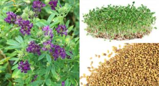 The Importance of the Cover Crop Seed in Organic Farming