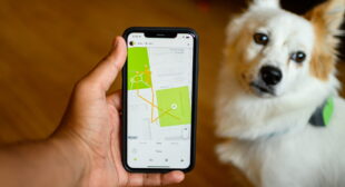Whistle GO Explore Review: A Smart Pet Tracker – Office Setup