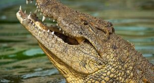 Scientists Discover How Crocodiles Survived the Biggest Asteroid Strike – Webroot Safe