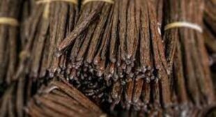 Vanilla Beans Grade A: Multi-Purpose Beans with High-Moisture Content